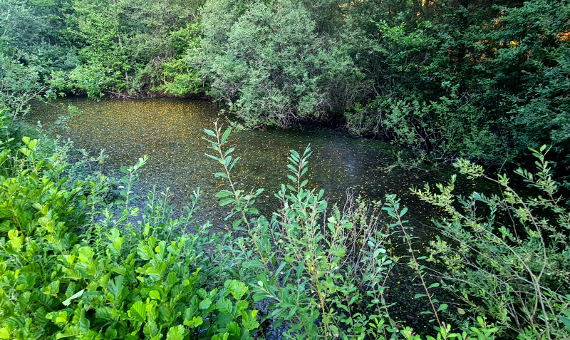 Gro&szlig;er Weiher